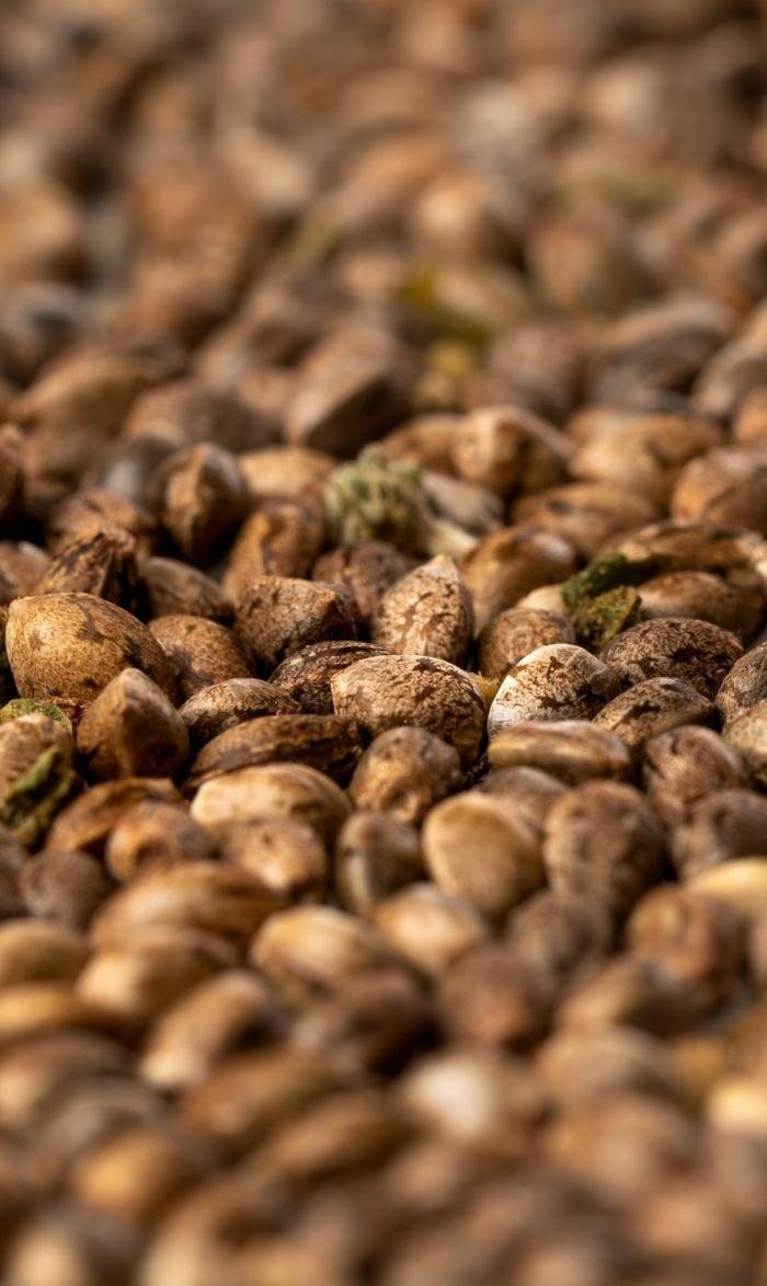 Macro de semillas de cáñamo a contraluz